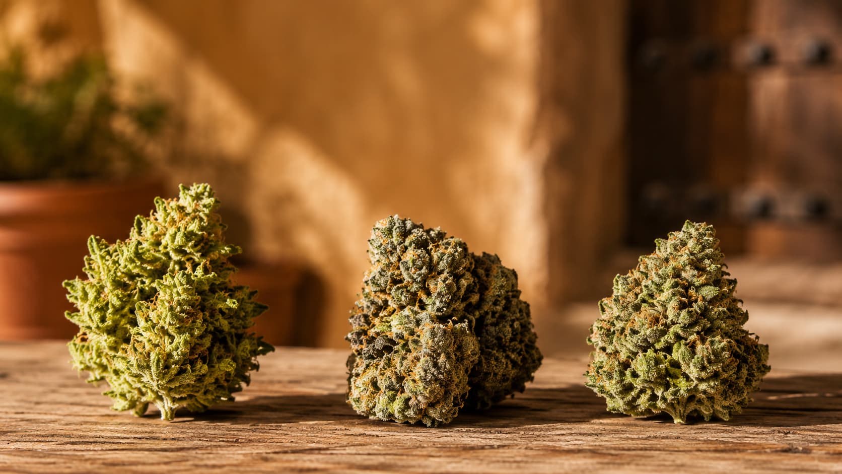 Cannabis sativa, índica e híbrida: qué elegir según lo que vayas a hacer en Sevilla